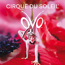 Cirque du Soleil OVO